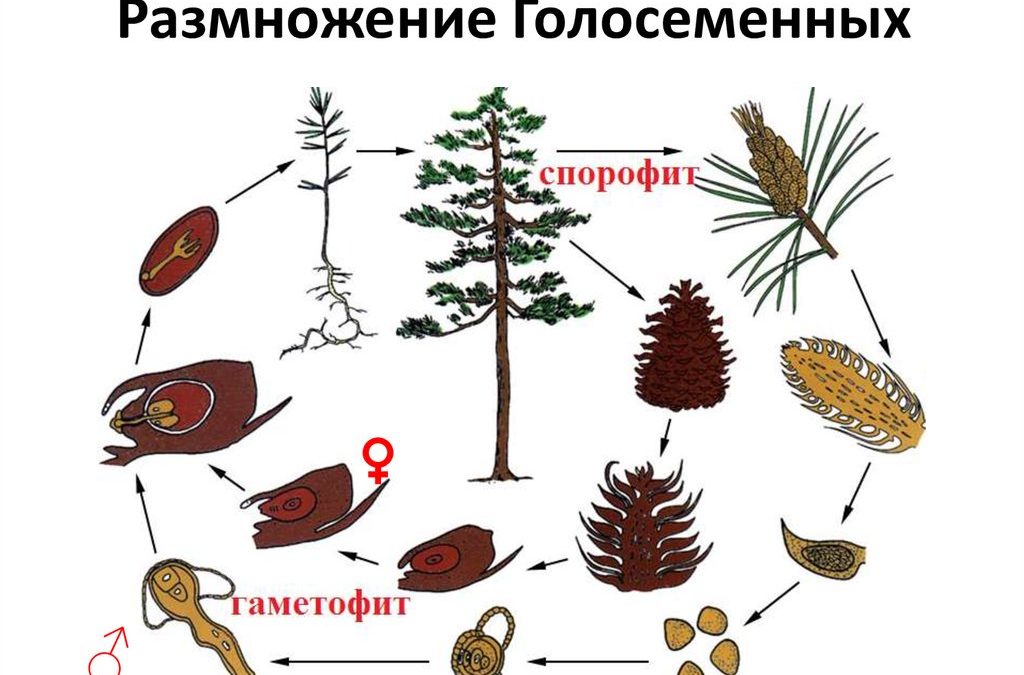 Развитие сосны обыкновенной