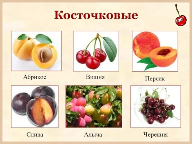 Косточковые культуры